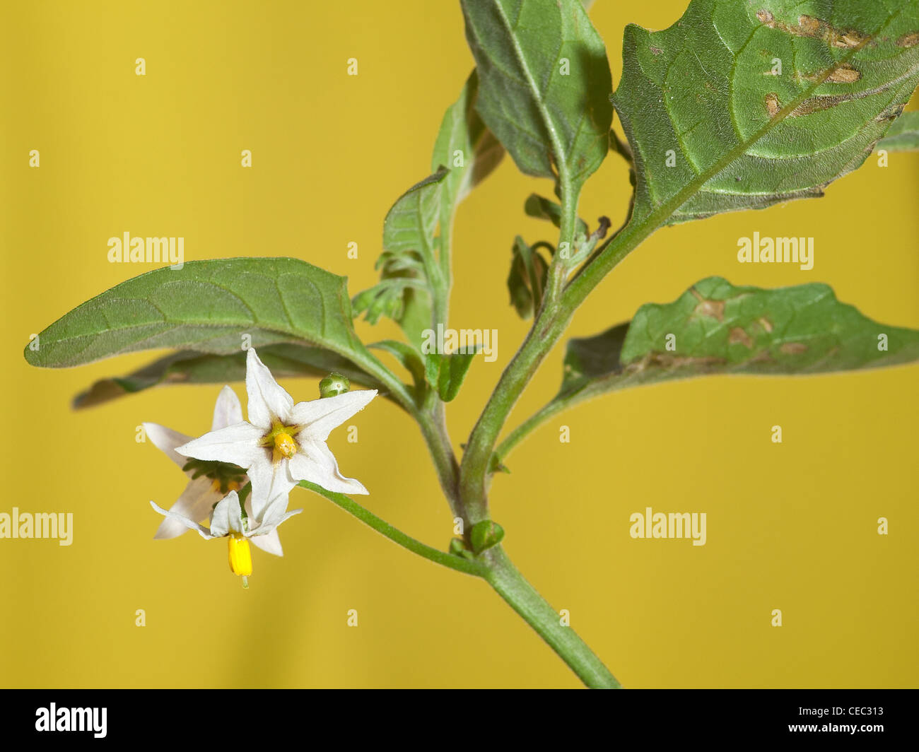 European black nightshade, Solanum nigrum, portrait of white flower with nice out focus background. Stock Photo