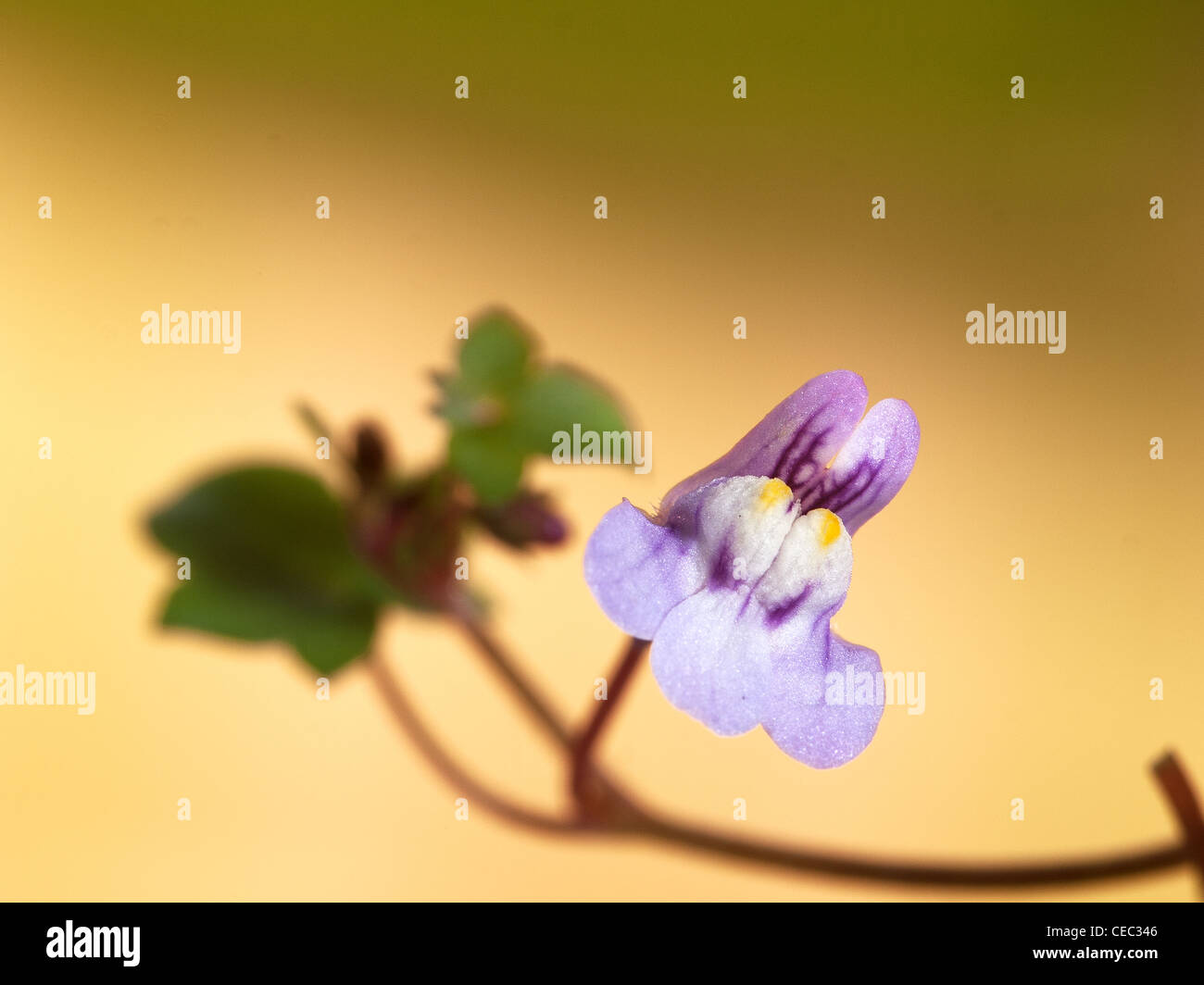 Ivy leaved, Cymbalaria muralis, horizontal portrait violet flower with nice out focus background. Stock Photo