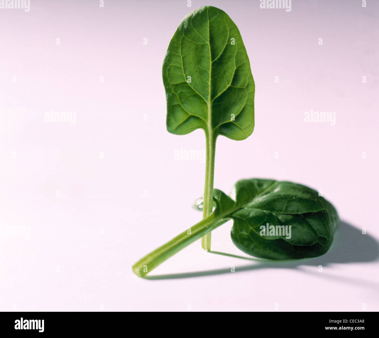 Cut out: Spinach leaves Stock Photo - Alamy