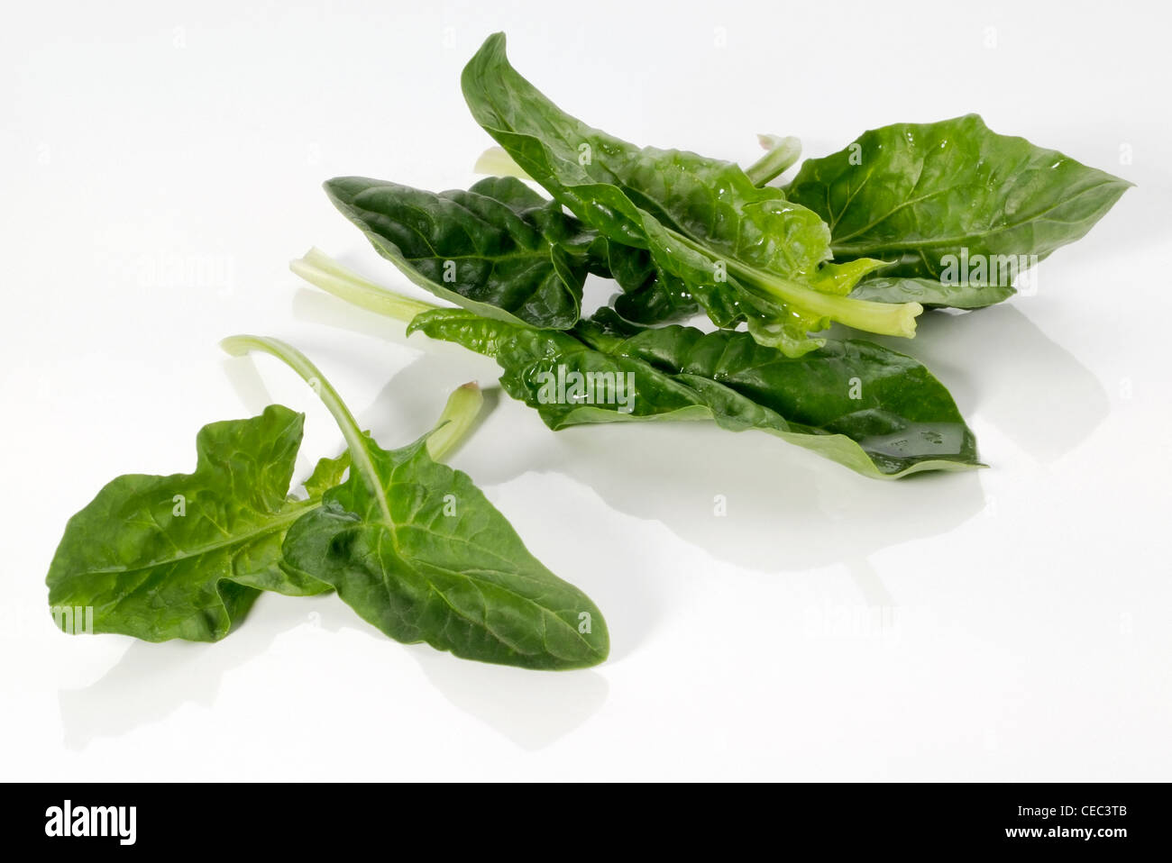 Spinach leaves Stock Photo