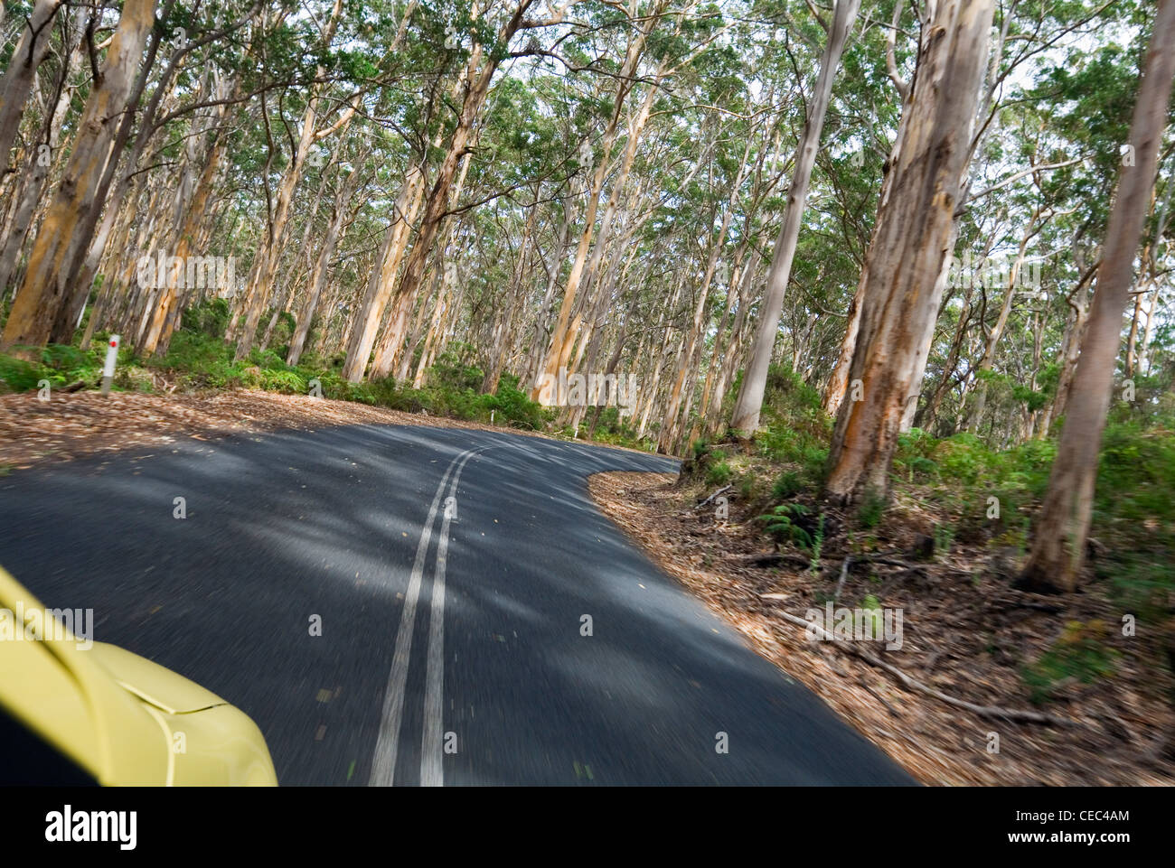 Driving through the Boranup Karri Forest.  Leeuwin-Naturaliste National Park, Western Australia, AUSTRALIA Stock Photo