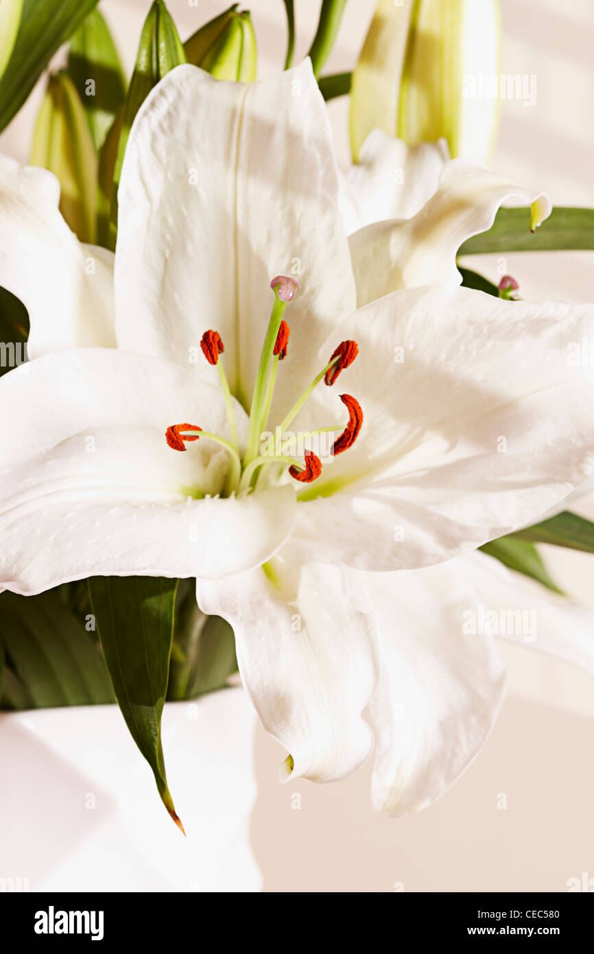 white lily (Lilium candidum madonna lily) Stock Photo