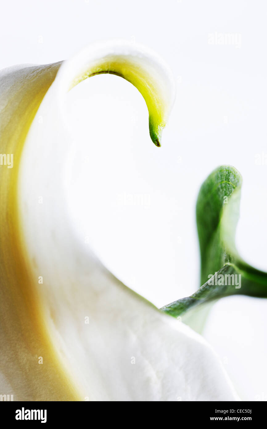 Abstract close up of white lily (Lilium candidum madonna lily) Stock Photo