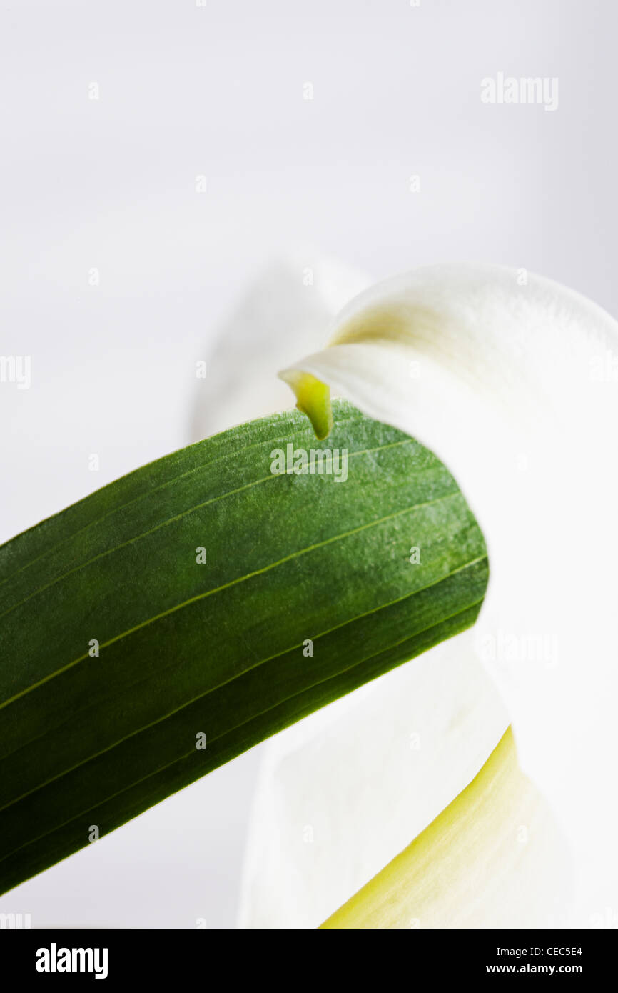 Abstract close up of white lily (Lilium candidum madonna lily) Stock Photo