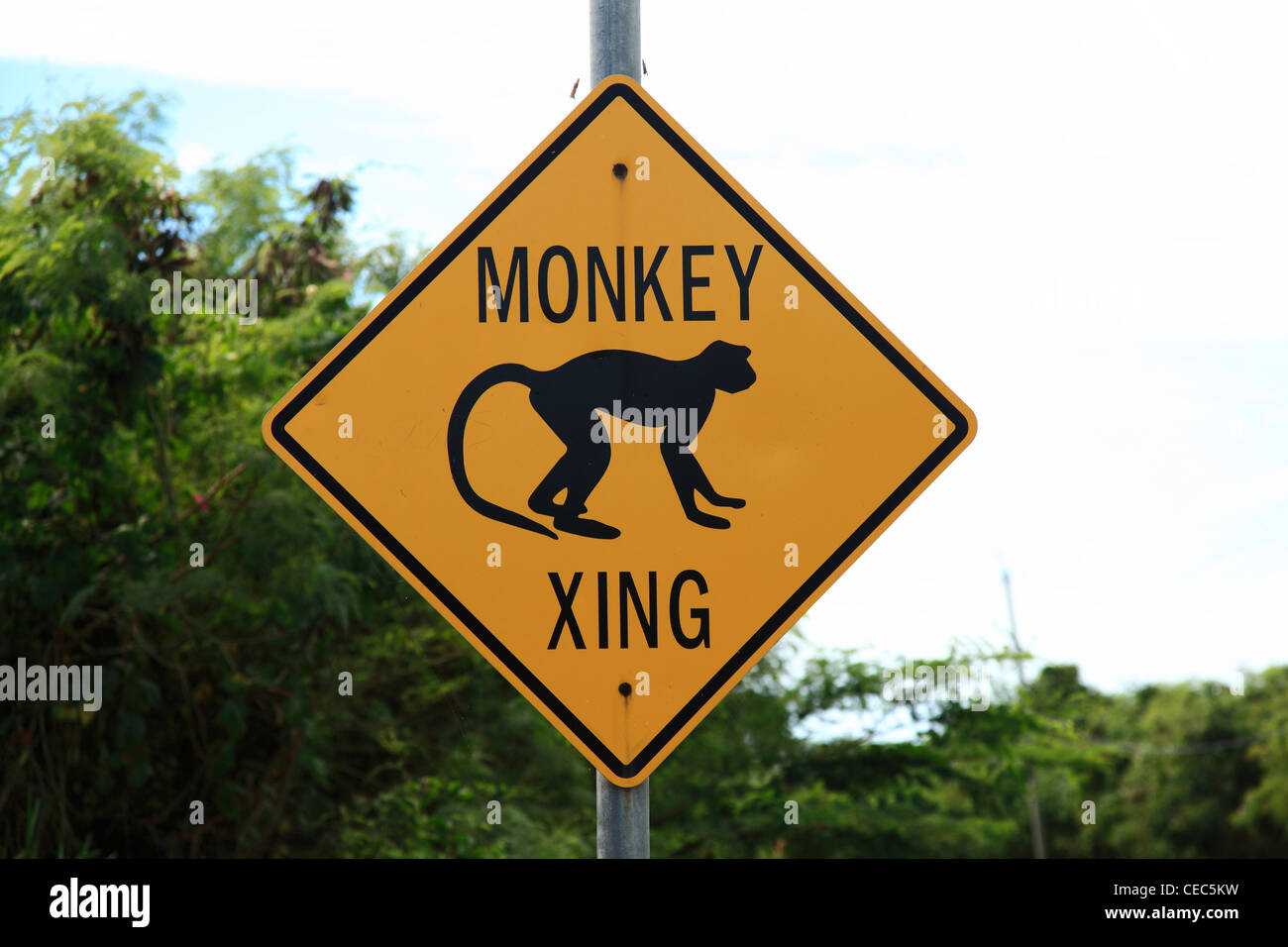Monkey Xing (Crossing) in Nevis Caribbean Stock Photo