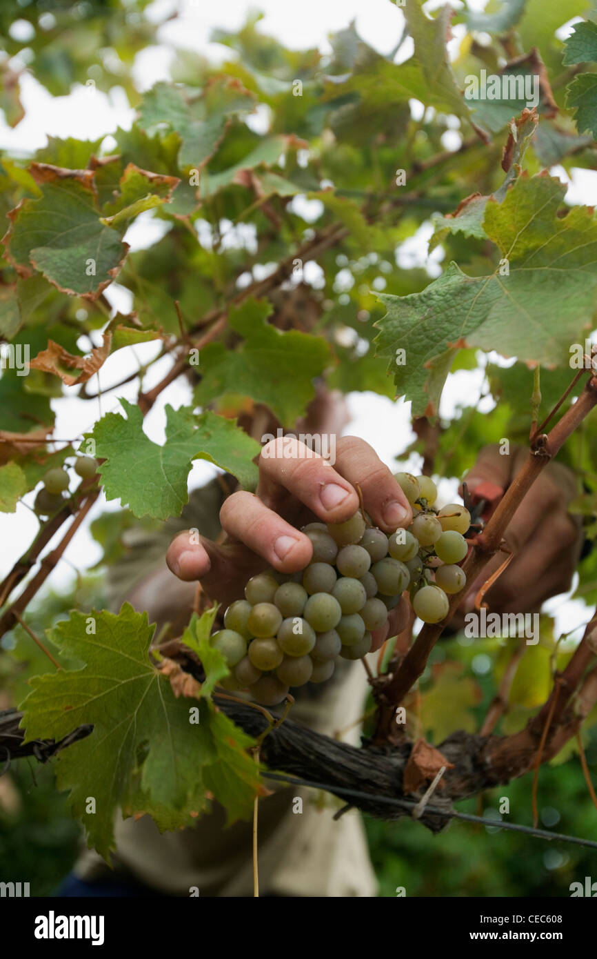 A worker picks grapes by hand in a vineyard. Margaret River, Western