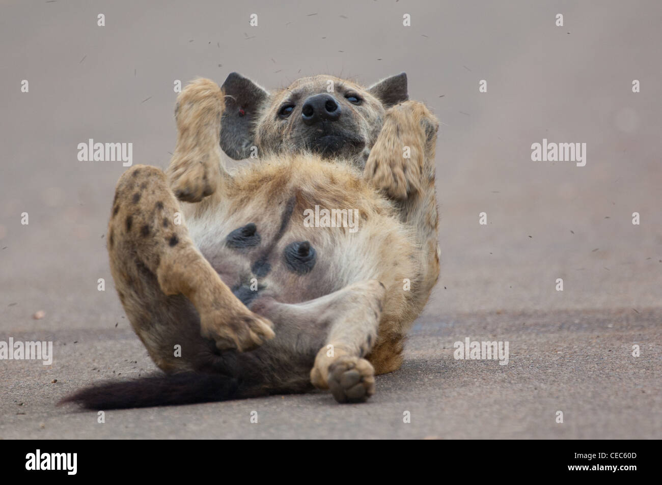 Female Hyena warming herself on a sun-warmed road on a frosty winter morning Stock Photo