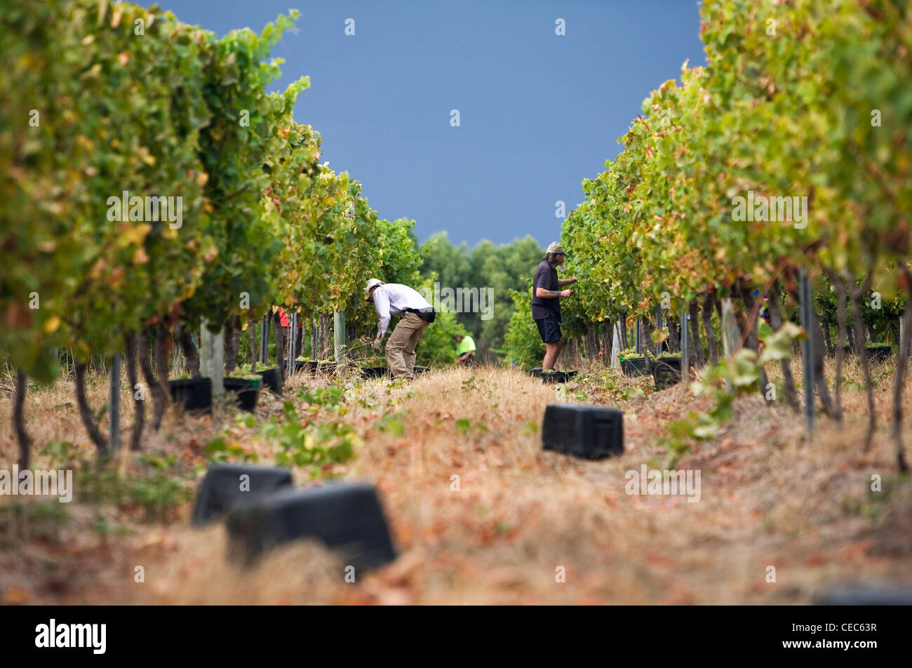 Workers harvest grapes by hand in a vineyard.  Margaret River, Western Australia, AUSTRALIA Stock Photo