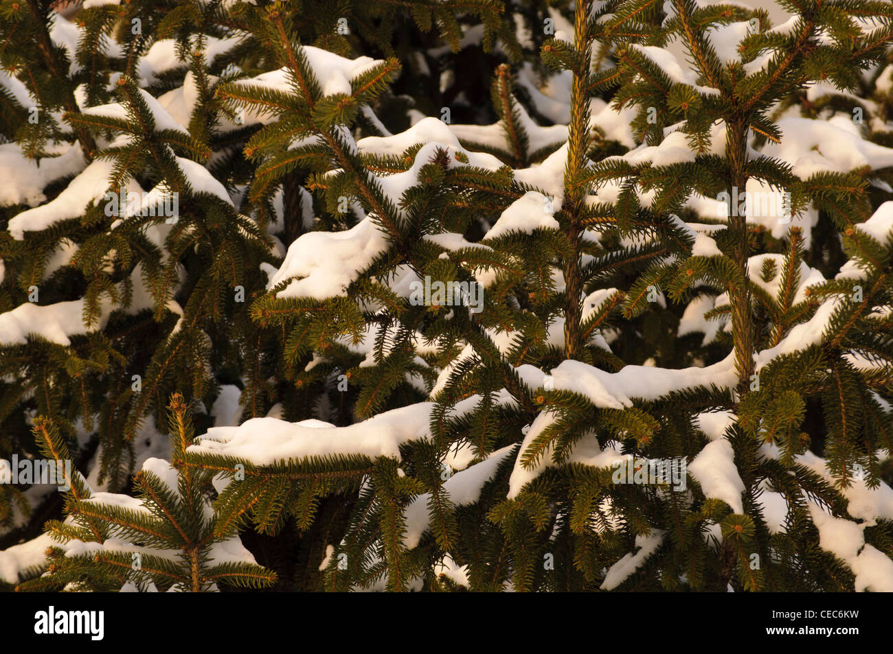 Evergreen tree snow hi-res stock photography and images - Alamy