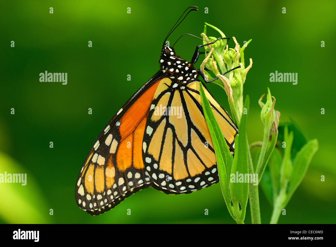 Monarch Butterfly in the Botanical Garden in Chicago, Illinois, USA