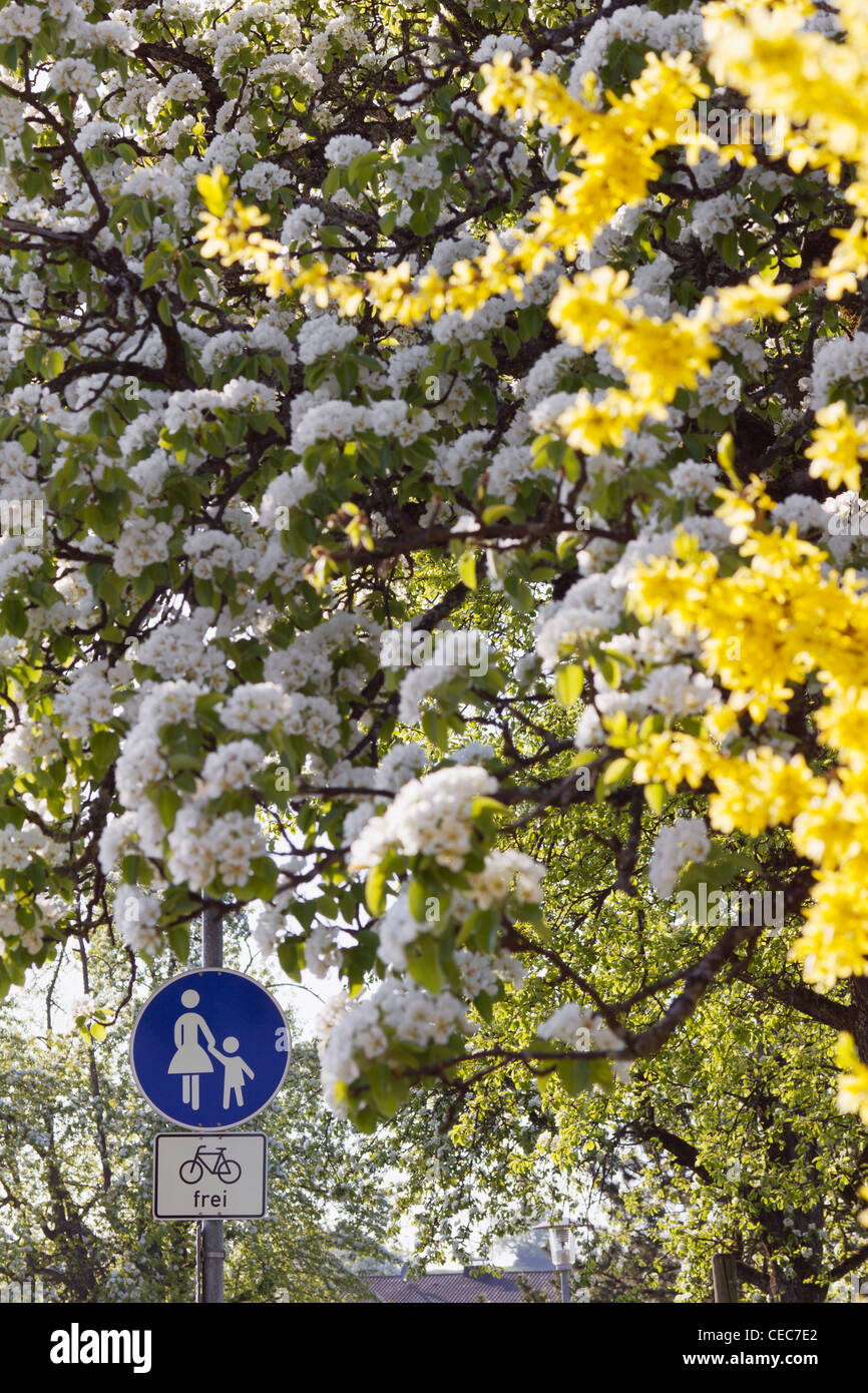 View between flowering trees in spring to a pedestrian sign. Bavaria, Germany, Europe. Stock Photo