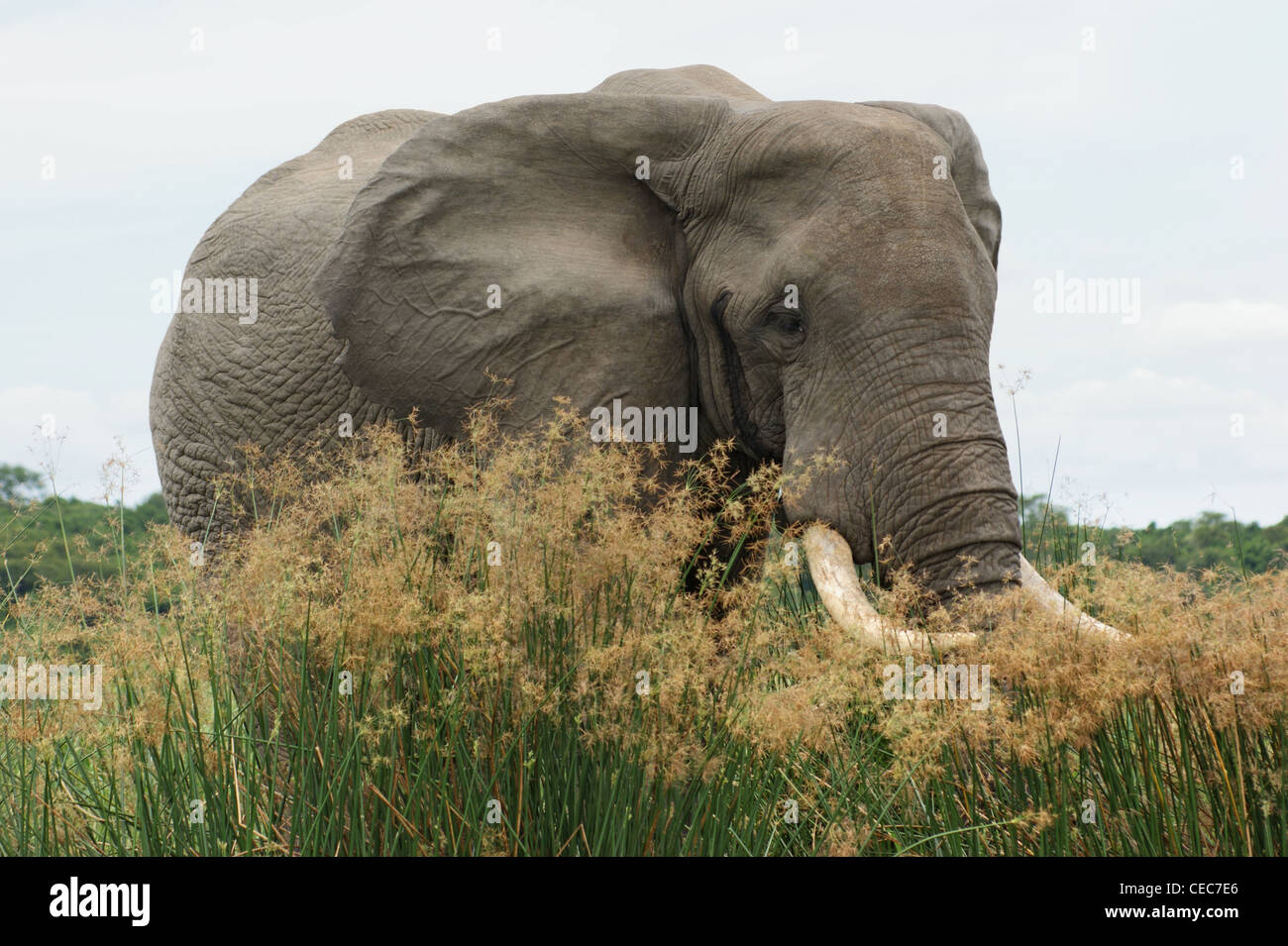 a elephant in Uganda (Africa) Stock Photo