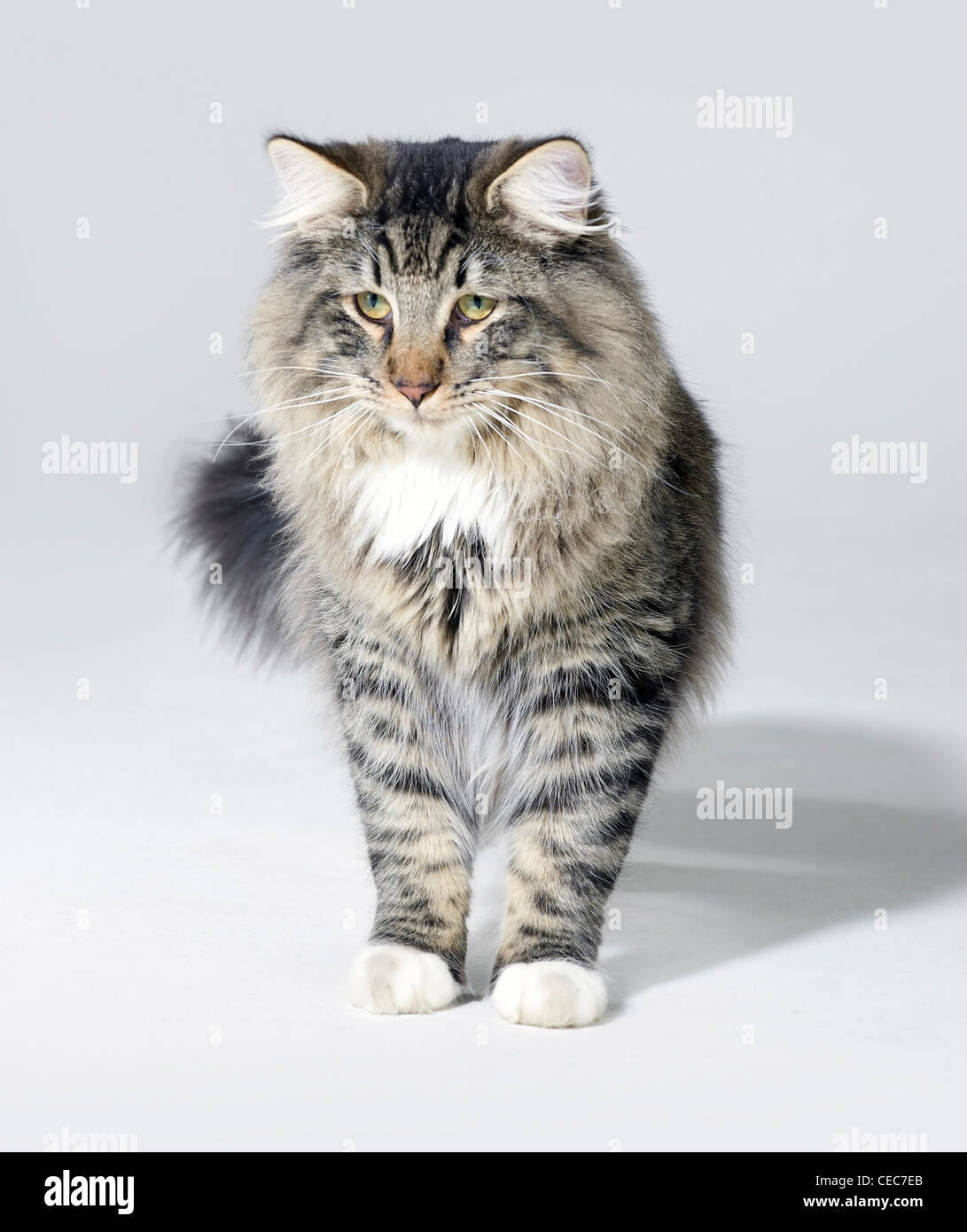 tabby Norwegian Forest kitten in light grey back Stock Photo Alamy