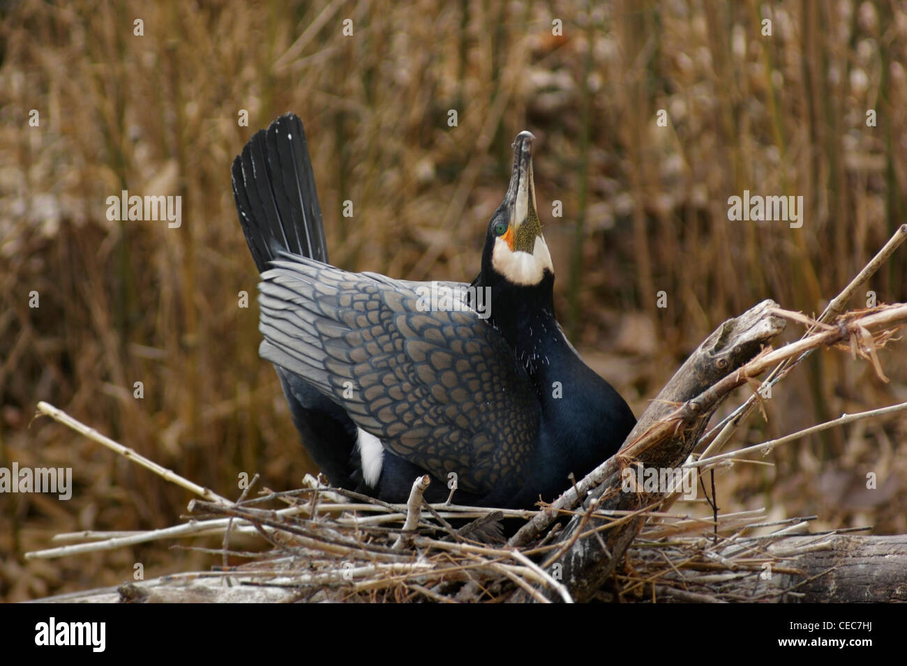 Great Cormorant nesting in natural ambiance Stock Photo - Alamy