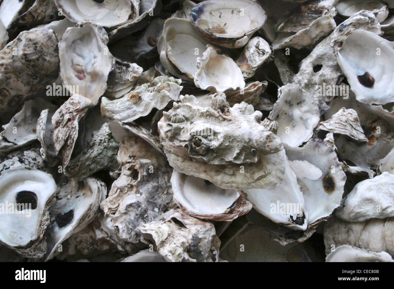 Shell midden hires stock photography and images Alamy
