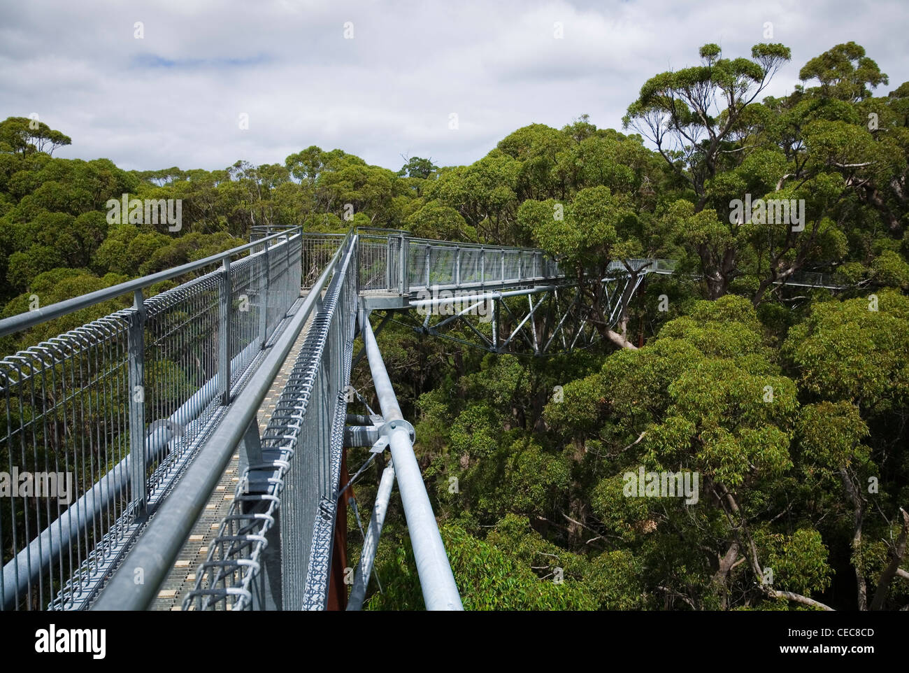 The Tree Top Walk in the Valley of the Giants.  Walpole-Nornalup National Park, Western Australia, AUSTRALIA Stock Photo