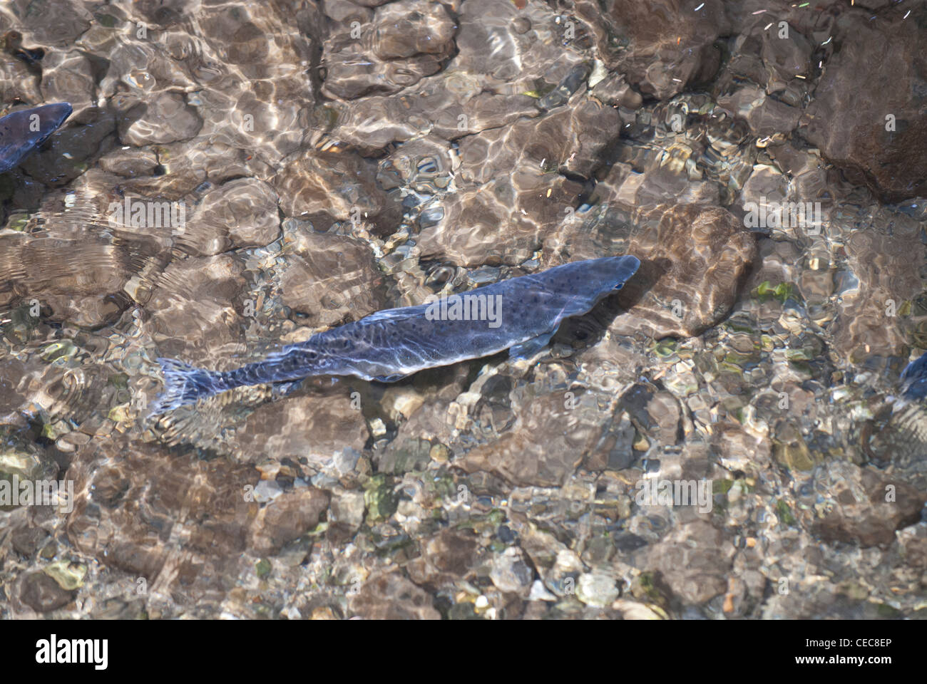 Salmon Spawning In The Indian River Sitka Alaska Stock Photo