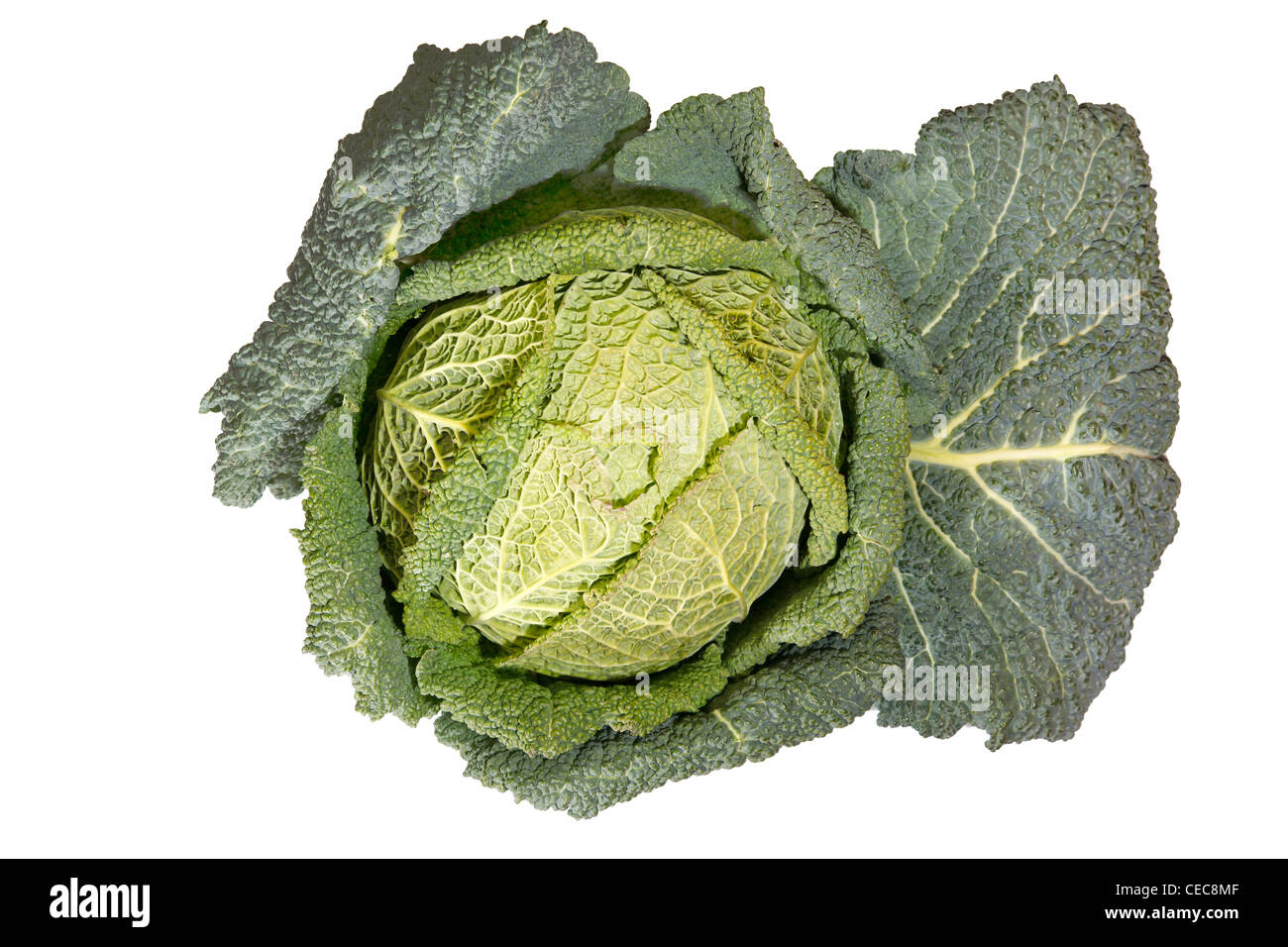 cabbage Stock Photo