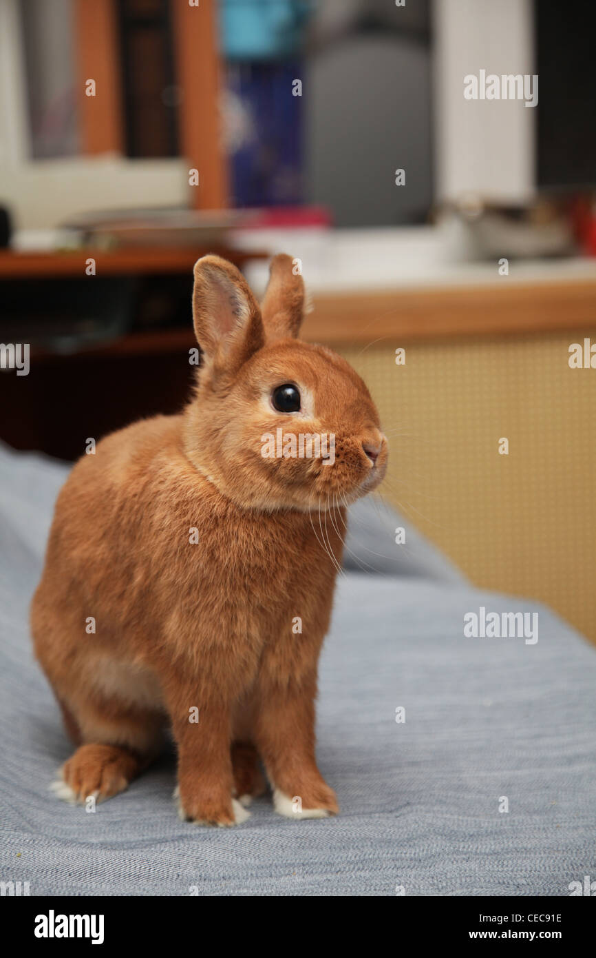 Red pet hi-res stock photography and images - Alamy