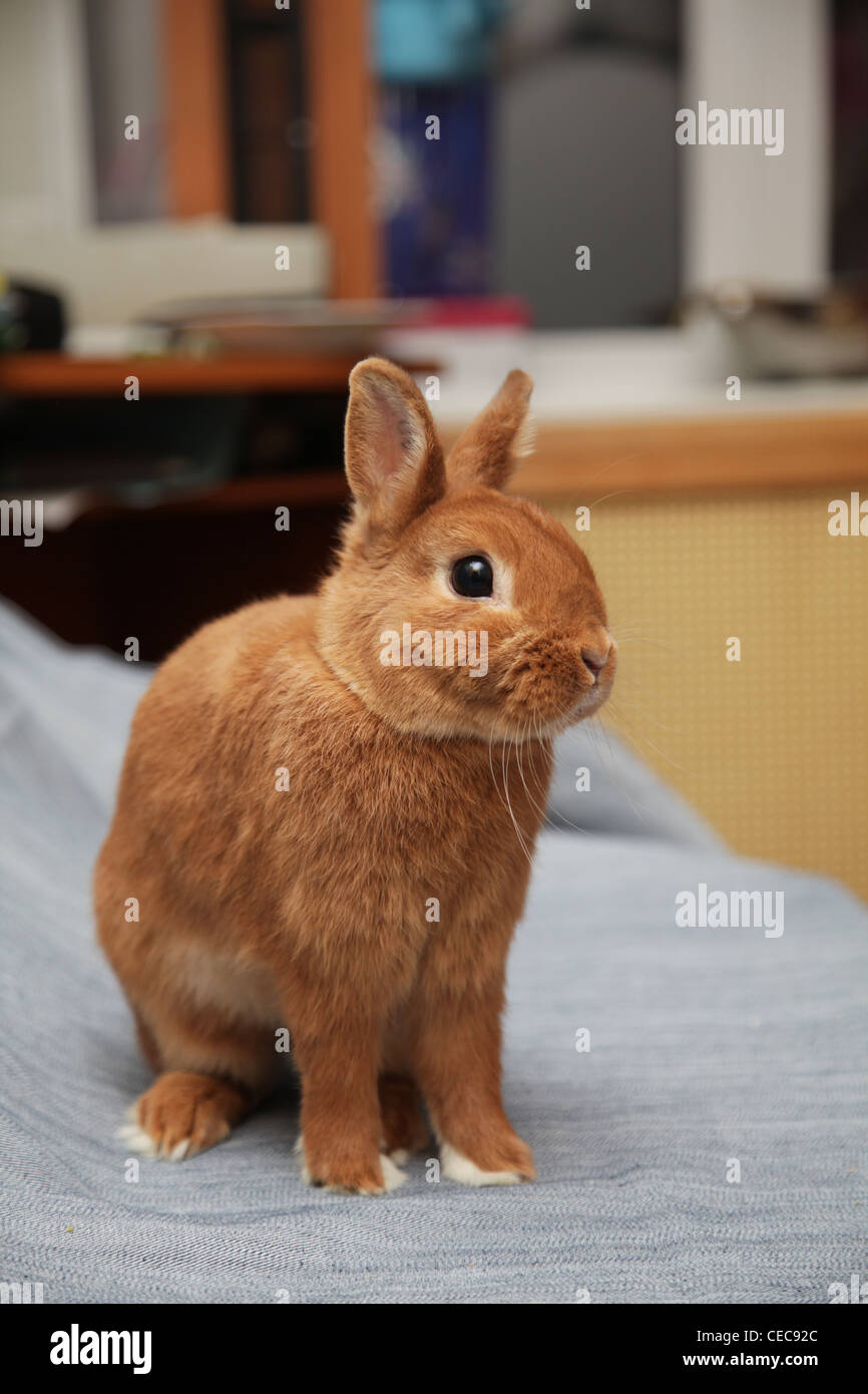 Rabbit breeding hi-res stock photography and images - Alamy
