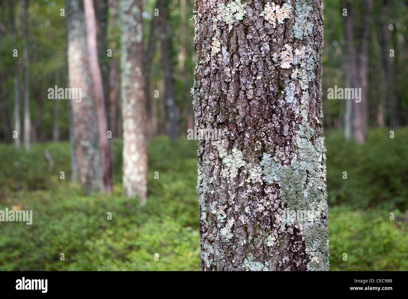 Deciduous woodland habitat in the Ponocos area of Pennsylvania, USA. Stock Photo