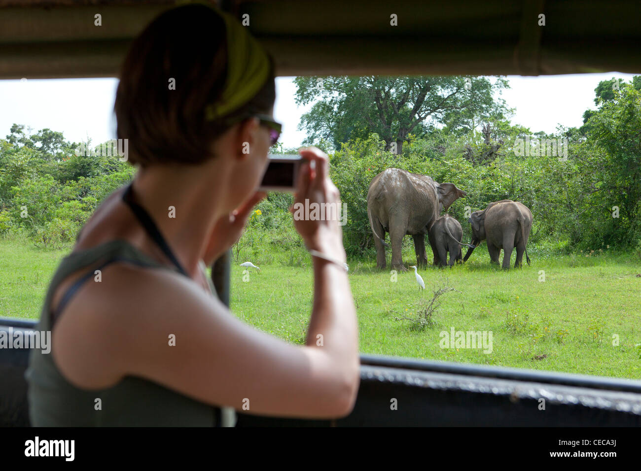 Tourist photographing Asian elephants in Yala National Park Sri Lanka Asia Stock Photo