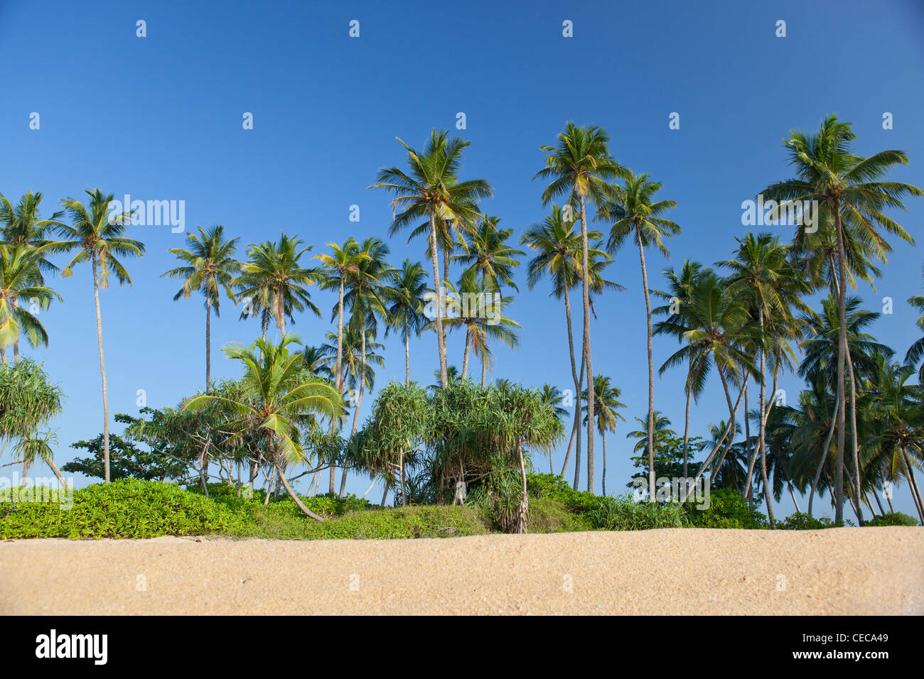 King coconut palm trees tropical beach Tangalla Sri Lanka Asia Stock Photo