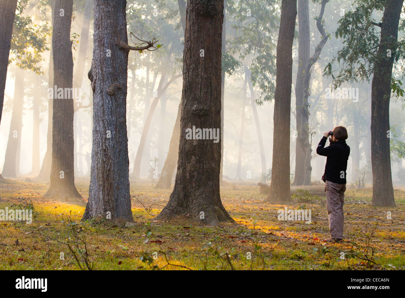 Woman with binocular sunrise forest Bardia National Park Nepal Asia Stock Photo