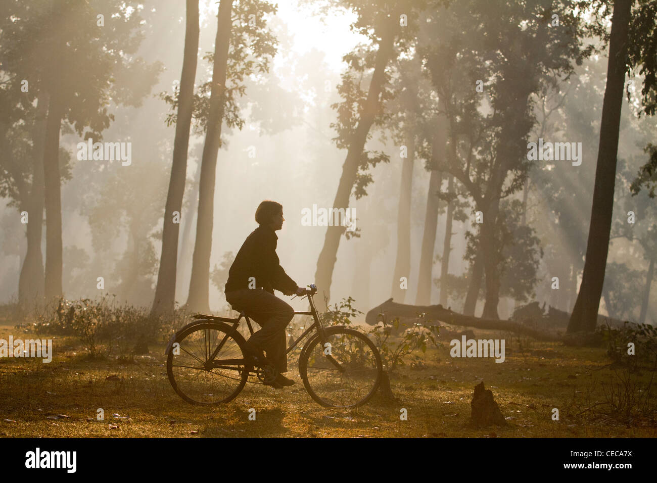 Woman cycling with sunrise forest Bardia National Park Nepal Asia Stock Photo