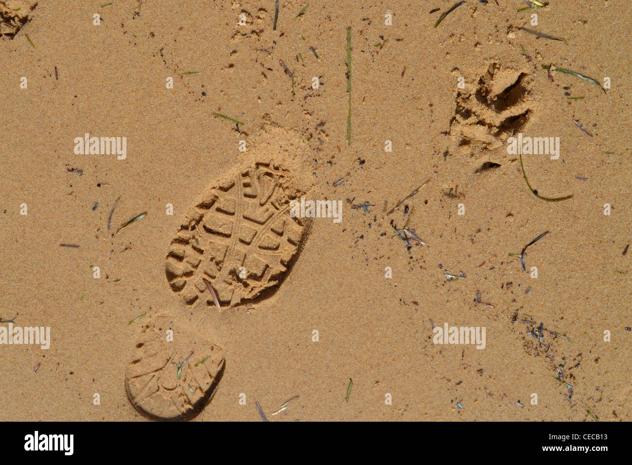 Dog paw prints in sand hires stock photography and images Alamy