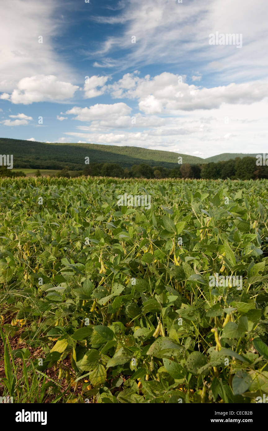 Field of Soya Beans growing in Pennsylvania, USA Stock Photo Alamy