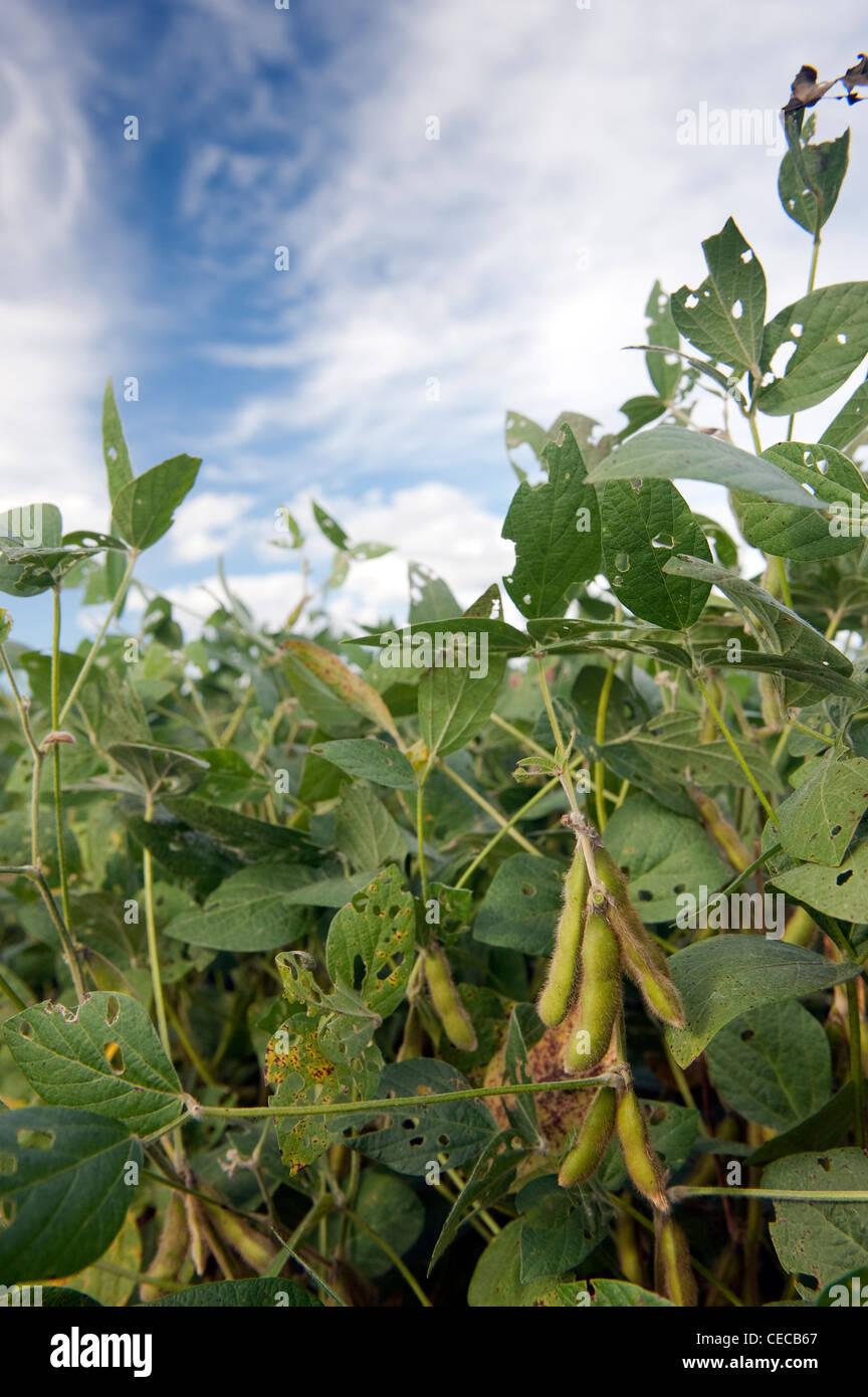 Field of Soya Beans growing in Pennsylvania, USA Stock Photo Alamy