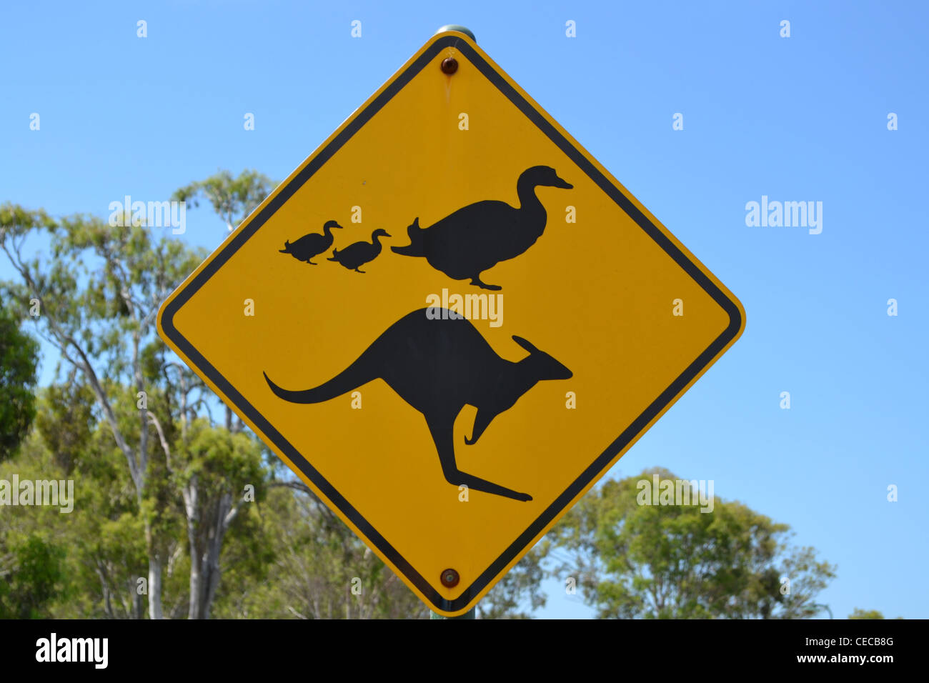 kangaroo and duck crossing sign Stock Photo