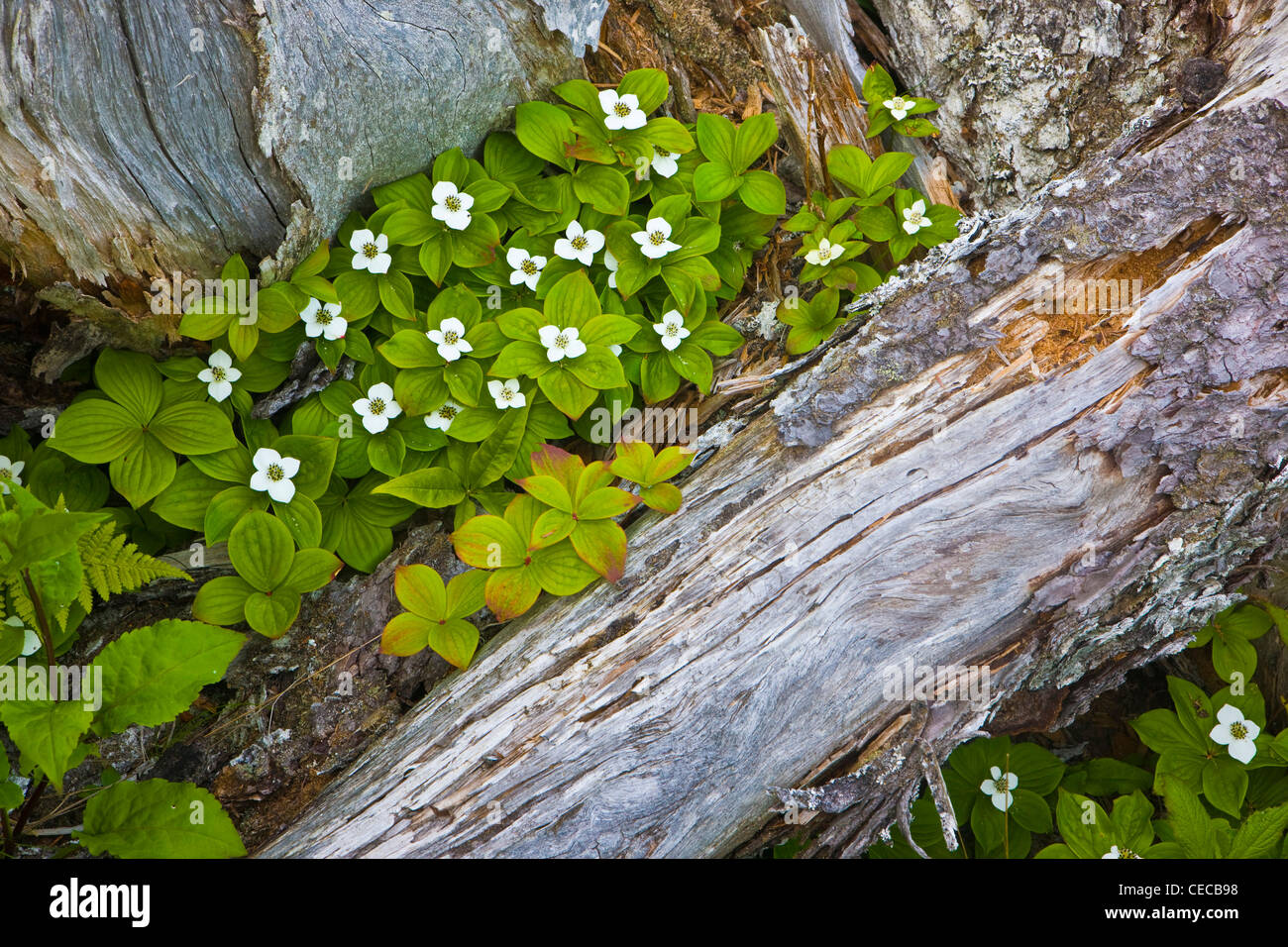 Bunchberries bloom in a spruce forest at Quoddy Head State Park in Lubec, Maine.  Easternmost point in the United States. Stock Photo