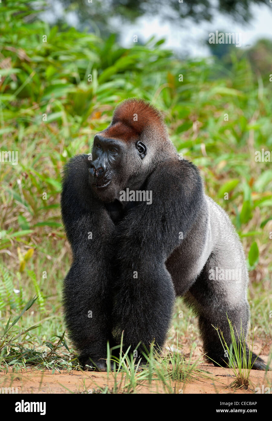 Silverback - adult male of a gorilla. Western Lowland Gorilla. Stock Photo