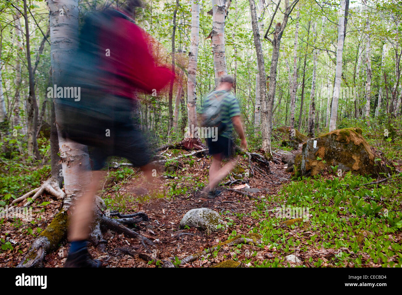 Two men hike through a paper birch forest on the Appalachian Trail on