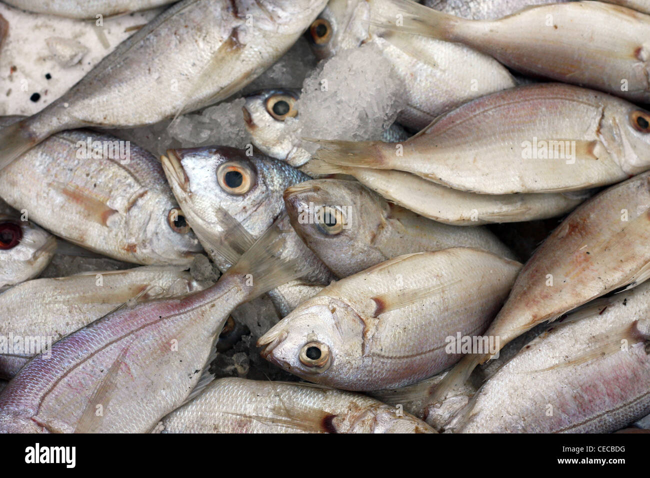 Snapper for sale on a market stall Stock Photo Alamy