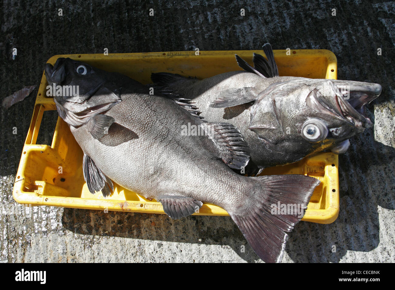 Azores San Miguel Island fishing port Mosterios fish Black Sea Bass Stock Photo