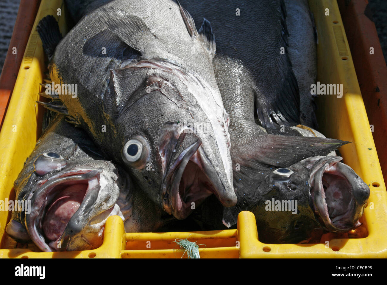 Azores San Miguel Island fishing port Mosterios fish Black Sea Bass Stock Photo