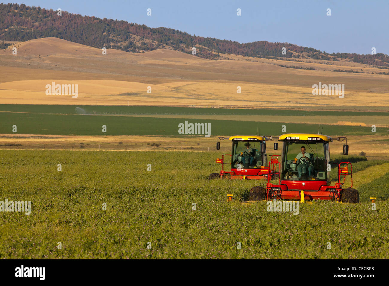 New Holland Durabine forage swathers cut austrain winter peas and oats at the Galt Ranch, Montana, USA Stock Photo