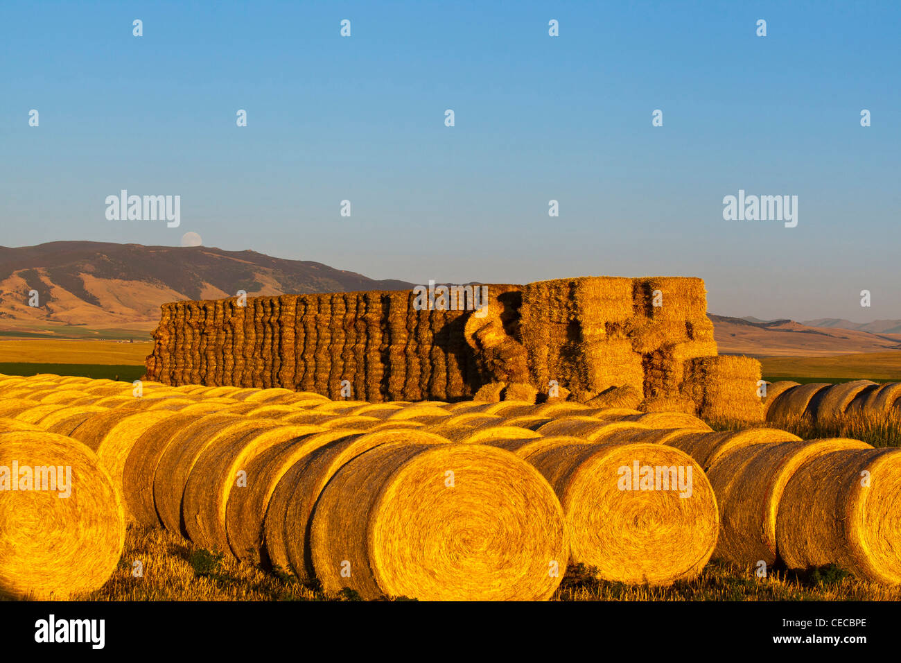 Stacks of hay bales as full moon rises over the Castle Mountains at the
