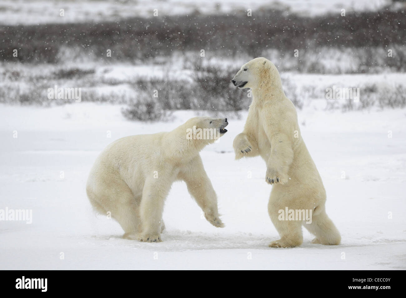 Polar bears fighting on snow have got up on hinder legs. Stock Photo