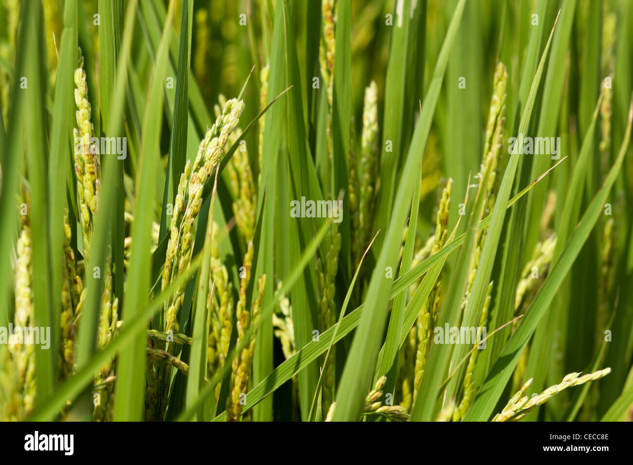 Food hualien county taiwan hi-res stock photography and images - Alamy