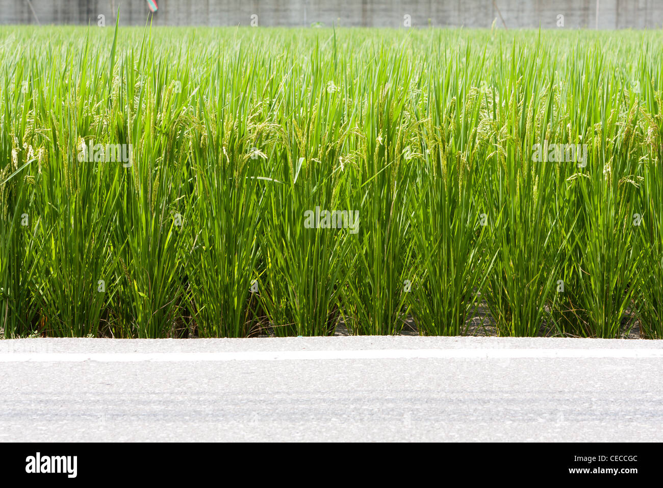 Food hualien county taiwan hi-res stock photography and images - Alamy