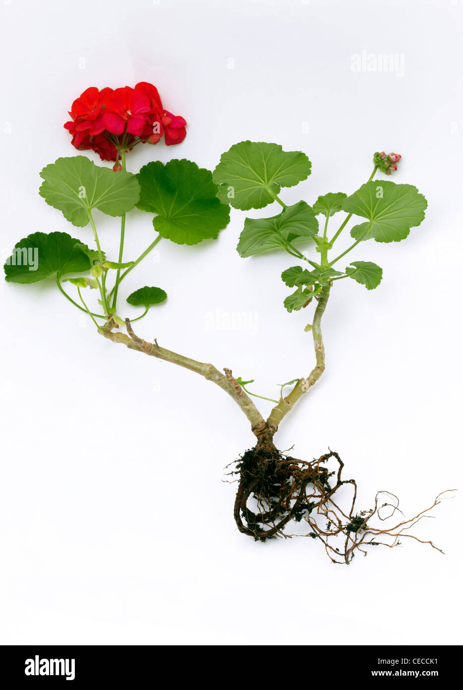 Red Geranium Showing Roots Stock Photo
