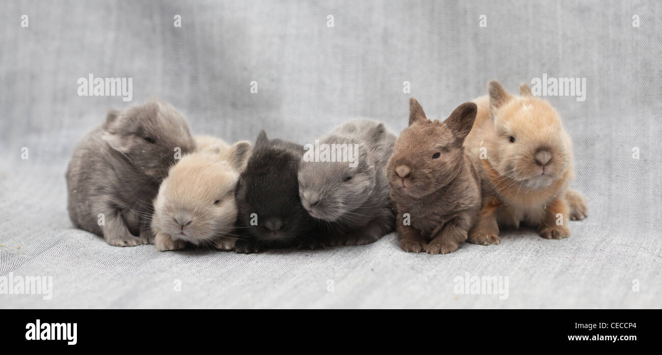 little rabbits Stock Photo