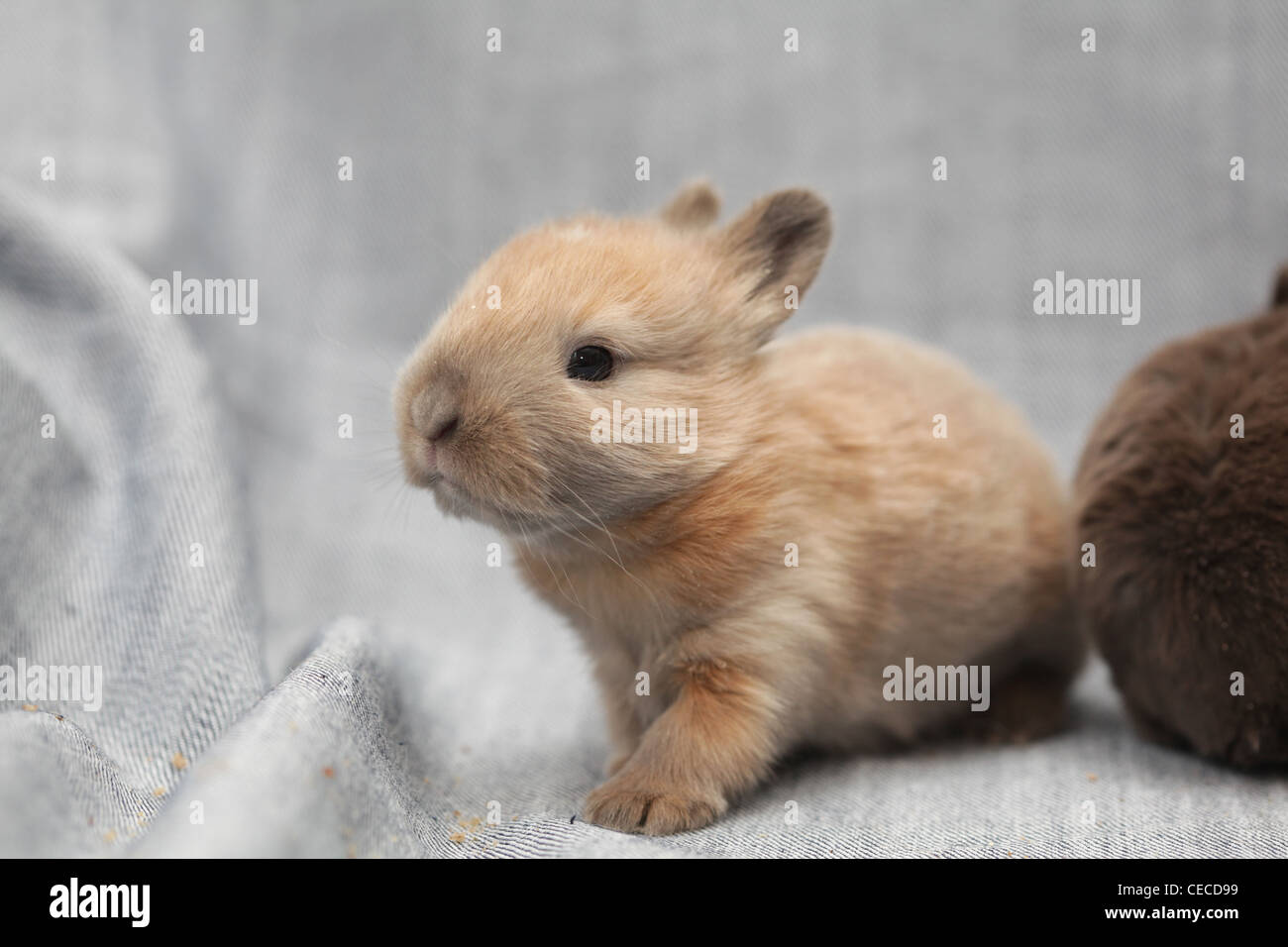 little rabbit Stock Photo