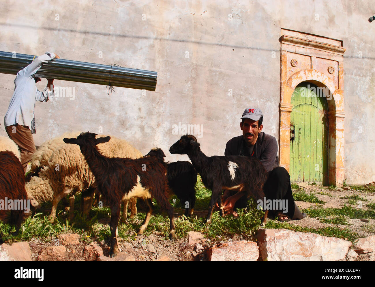 Goatherd with livestock in Immouzzer, Morocco Stock Photo
