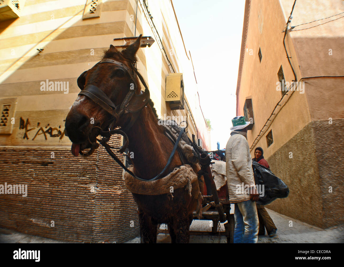 Donkey with cart in the backstreets of Marrakesh, Morocco Stock Photo