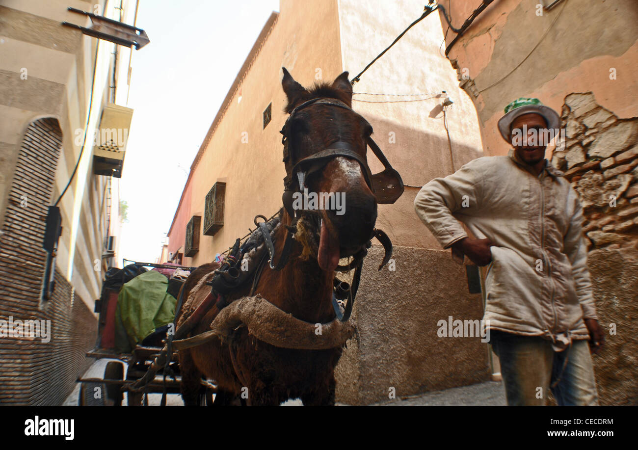 Donkey with cart in the backstreets of Marrakesh, Morocco Stock Photo
